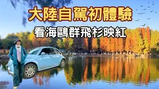【旅居昆明暖冬季】大陸自駕初體驗，租車、充電、導航輕鬆搞定★看冬日海鷗群飛杉映紅