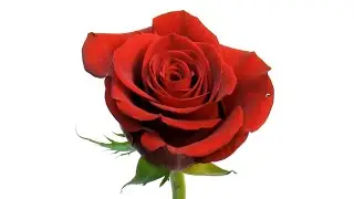 Time Lapse of Rose Flower Blooming and Wilting