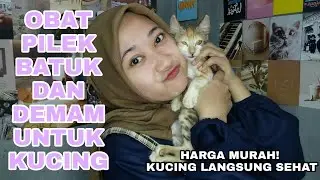 CARA MENGOBATI KUCING FLU,  PILEK & DEMAM