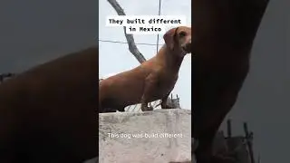 Small Brown Dog Barking On Top Of Roof Aggressive