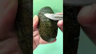 Turtle Body 🐢