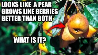 This Fruit Shouldn't Exist. Looks Like A Pear, Grows Like A Berry. Better Than Both. But Forgotten?