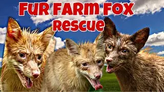 Rescuing 3 Foxes From a Fur Farm!!