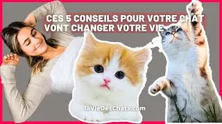 CES 5 CONSEILS POUR VOTRE CHAT VONT CHANGER VOTRE VIE