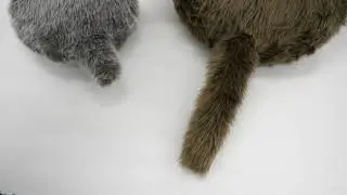 小さくなった「Petit Qoobo」と大きな「Qoobo」の尻尾を比べてみた