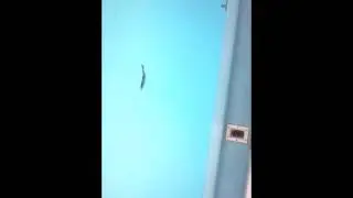 Fish 30acre Skipjack Herring Glide