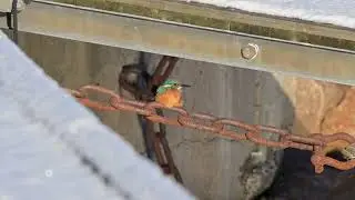 Kungsfiskare i B&aring;stad hamn nov 2025.