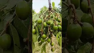 আমড়া মাখা🫒|Mouthwatering Aamra Makha Recipe😋#shorts#shortsfeed#ytshort  #hogplum#aamra#makha#chaat