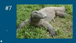 HudsonTube: Top 10 Scariest Reptiles (Real and Fake)