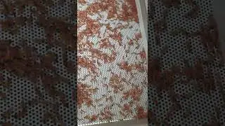 Erster Schlupf meiner Forellen Gold Mix #fischzucht#forelle#gold#trout#farm#zucht#fish#love#fishing