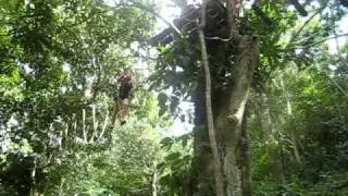 Janet in the Tree:)