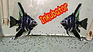 Budidaya Ikan Manfish Sistem Inkubator