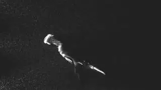 204 Tail-Flip Fluid Motion