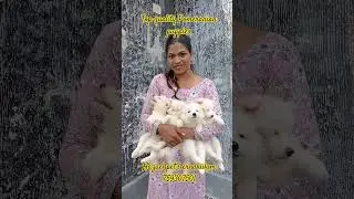 top quality pomeriyn female puppy ernakulam for sale 7593077501