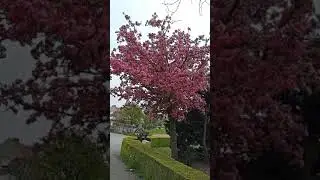 The beautiful pink tree in our neighborhood