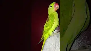 भारतीय पति?😁#funnyvideo #mithu7 #goneviral