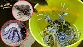 The Hunting  | We are catch Atlantic Ghost Crab In The Night