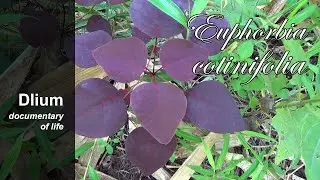 Smoke tree spurge (Euphorbia cotinifolia)