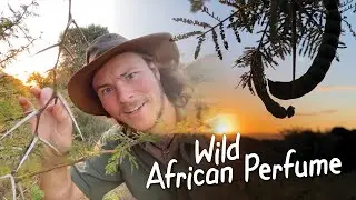 African Ranger Secrets: Scented Pod Acacia
