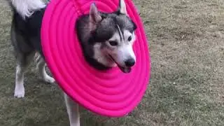 🧸Dog Recovery Collar Soft Comfy Cone E-Collar After Surgery, Anti-Bite/Lick for Pet Cat🧸