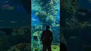 S.E.A. Aquarium #sentosa #singapore
