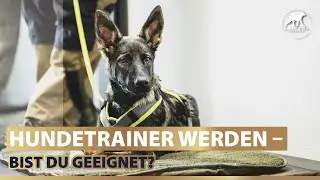 Hundetrainer werden - bist du geeignet?