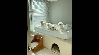 Dog Bedroom Decor Ideas Pet Room WIndow Blinds