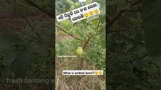 Grafting guava tree//kalami Pijuli # କଲମୀ ପିଜୁଳି #shortsfeed #shorts#vairalshorts