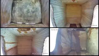 Nest Box Cameras Live Stream