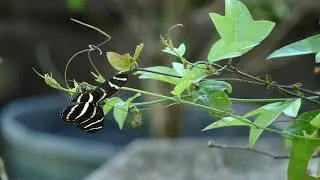 Zebra Longwing Laying Egg
