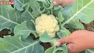 เก็บถั่วลันเตา กับกระลำดอกคั้งแรก.🫛 🌽 🥦1/2/2026
