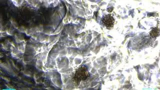 다나그린 DaNAgreen TPnet - Adipose Stem Cell culture for 5days (3D organoid)