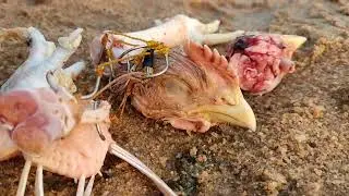 Amazing Cat-Fish Catching Video . Hold by the chain. I used chicken head and legs #fishing #fish