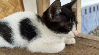 My cats playing 🐈😸