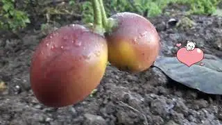 RUKH Tamatar || Tamarillo tree || Tree Tomato