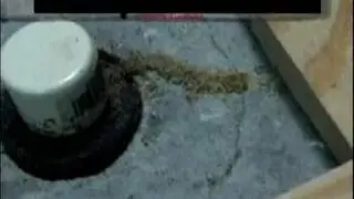 Termites Use Pipe Wrap to Travel