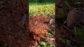 Incredible Teamwork & Patience in Nature | Ants Build Their Secret Home! 🐜✨