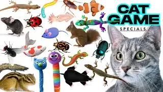 CAT GAMES Little Mouse 3D| Ultimate Compilation Catching The LIZARDS, Flies,FireBugs🦎11 HOUR🦎Vol 648