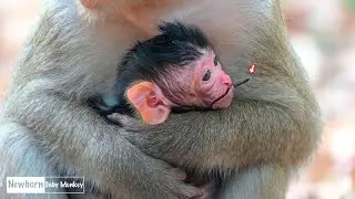 Good News! A Sweet Newborn Baby Monkey Arrives and Rests Safely in Her Mom&rsquo;s Gentle Love Today