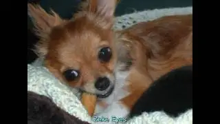 Lovable Dogs