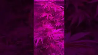Pronto mucho m&aacute;s de este inicio de flora 🍀✌🏼