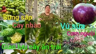 Hồng cây giống giá rẻ miền Tây giao lưu cây ăn trái vú sữa, lòng mứt mexico, mận 