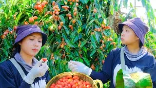 Harvesting Red Oleaster | Selling at the Market & Cleaning Weeds in the Gotu Kola Garden | Ngoc Nha