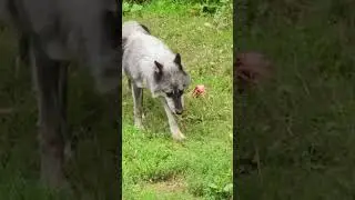 If you meet wolf in the wild?   I ❤️ this wolf Canada 🇨🇦 #8