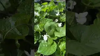 Very delicate violet bloom