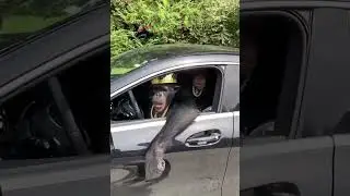 GTA 6: monke paradise