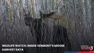 Wildlife Watch: Inside Vermont's moose harvest data