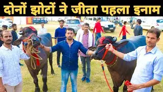 बागपत जिले की बेहतरीन झोटों | Pure Murrah Bull in meerut Dairy Competition 2019