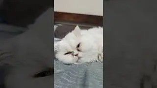 &ldquo;Bright eyes, happy pets. 🐶🐱 #Mogeh&rdquo;    