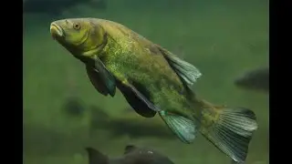 Tench spearfishing (lynų medžioklė)